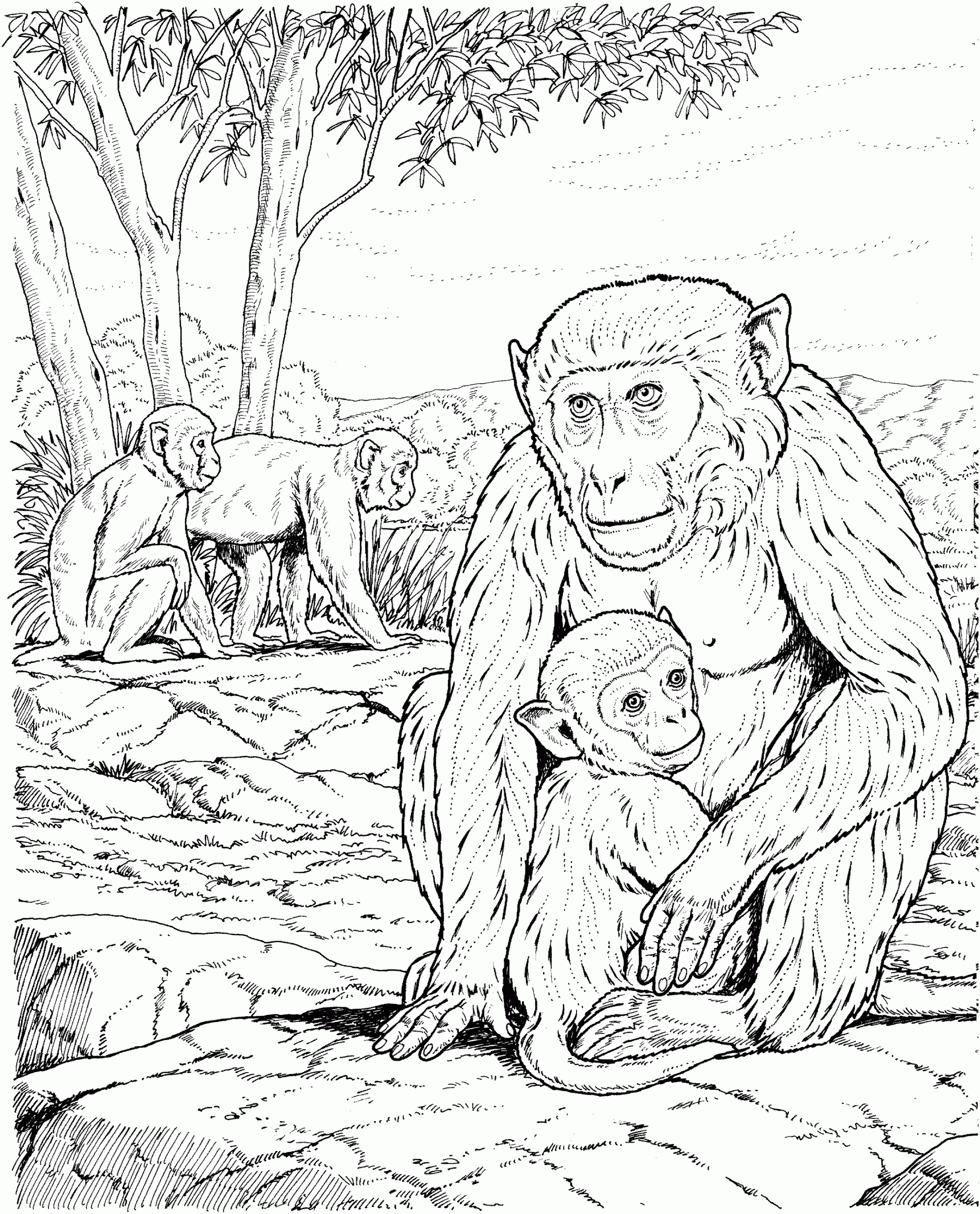 Coloring Pages Of Monkeys