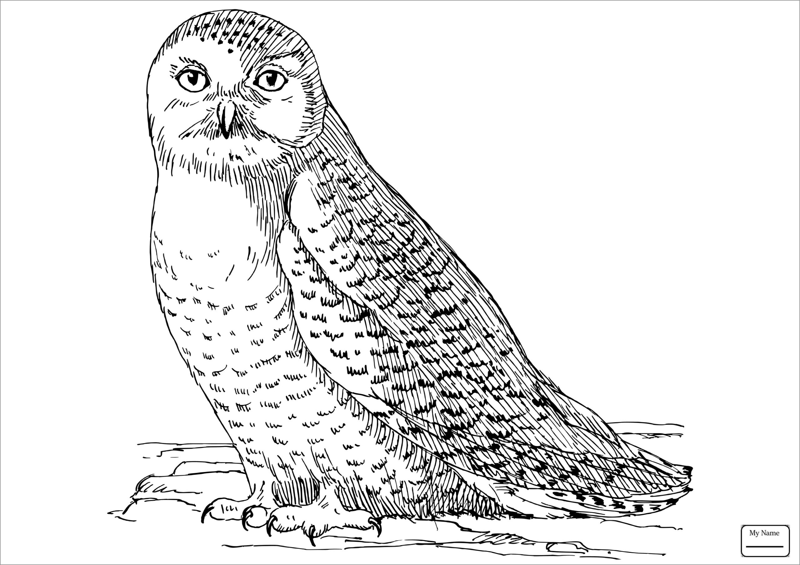 Realistic Snowy Owl Coloring Pages ColoringBay