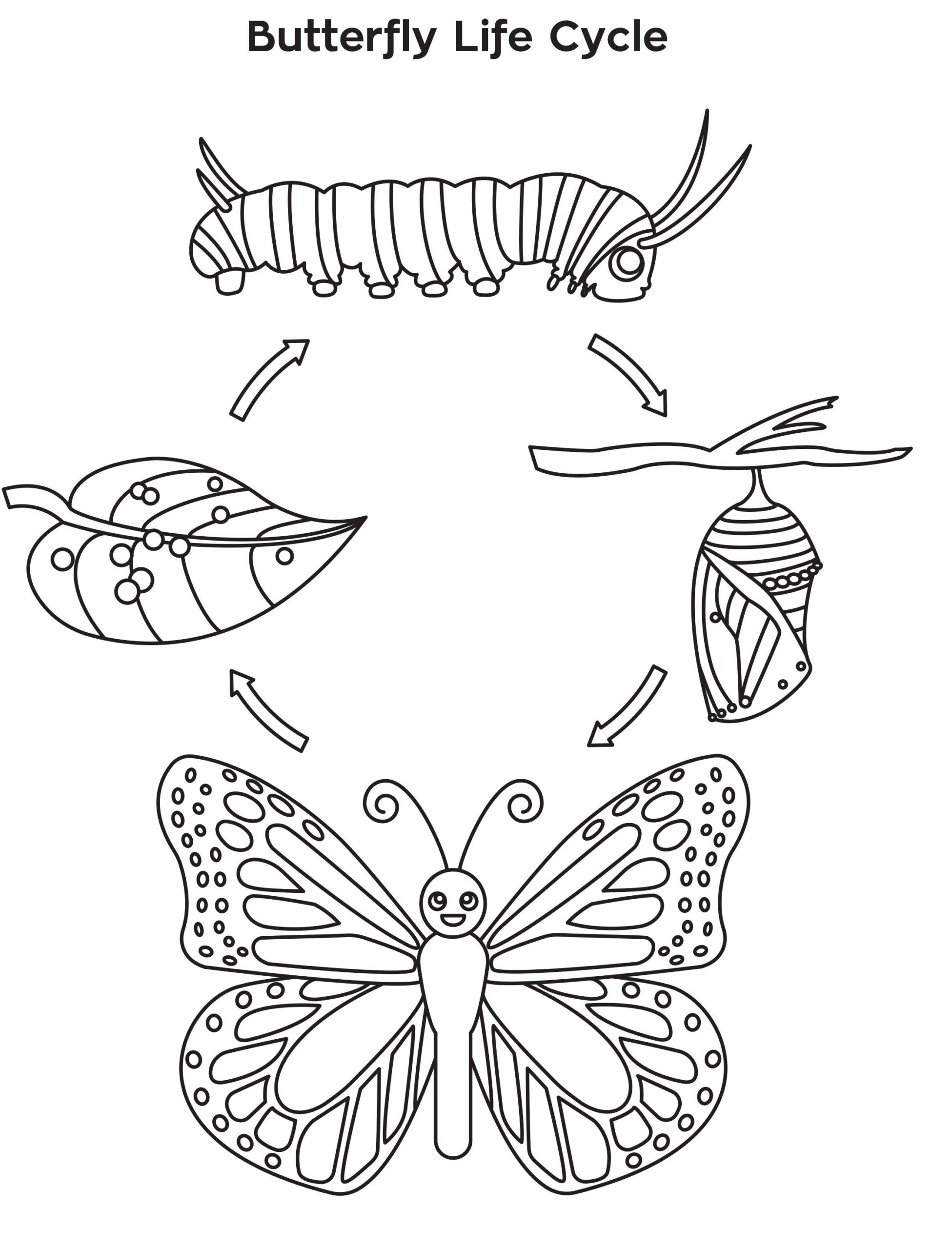 Related Image Butterfly Life Cycle Kindergarten Butterfly Life Cycle Life Cycles