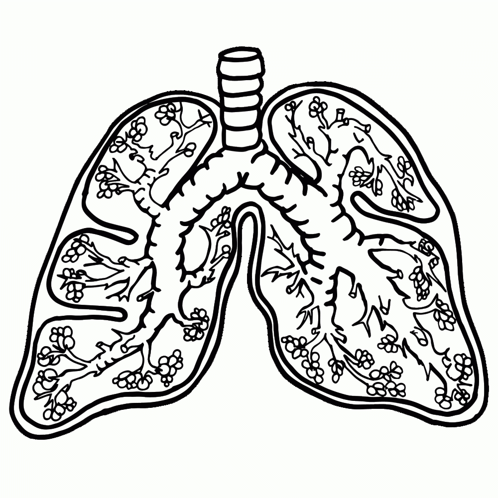 Respiratory System Coloring Page