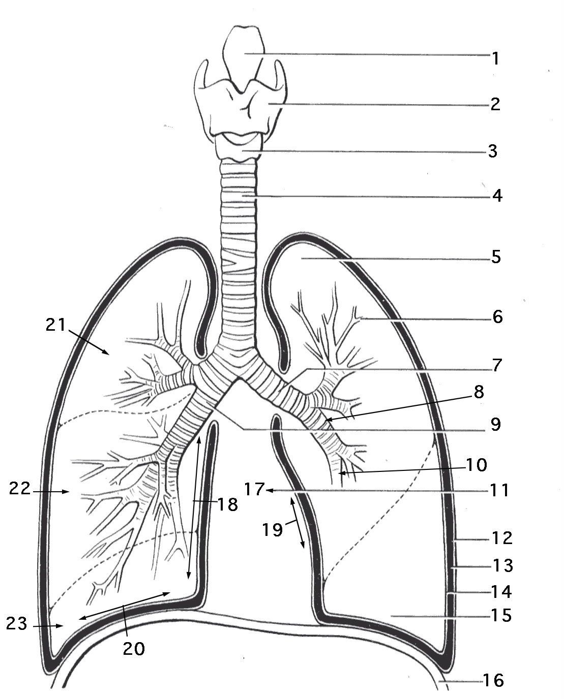 Respiratory System Coloring Page Coloring Home