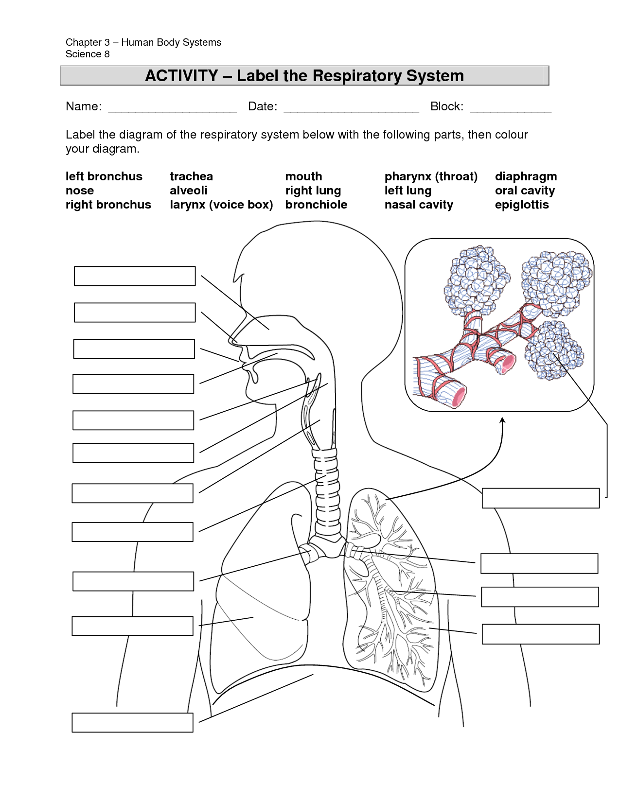 Respiratory System Coloring Page Coloring Home