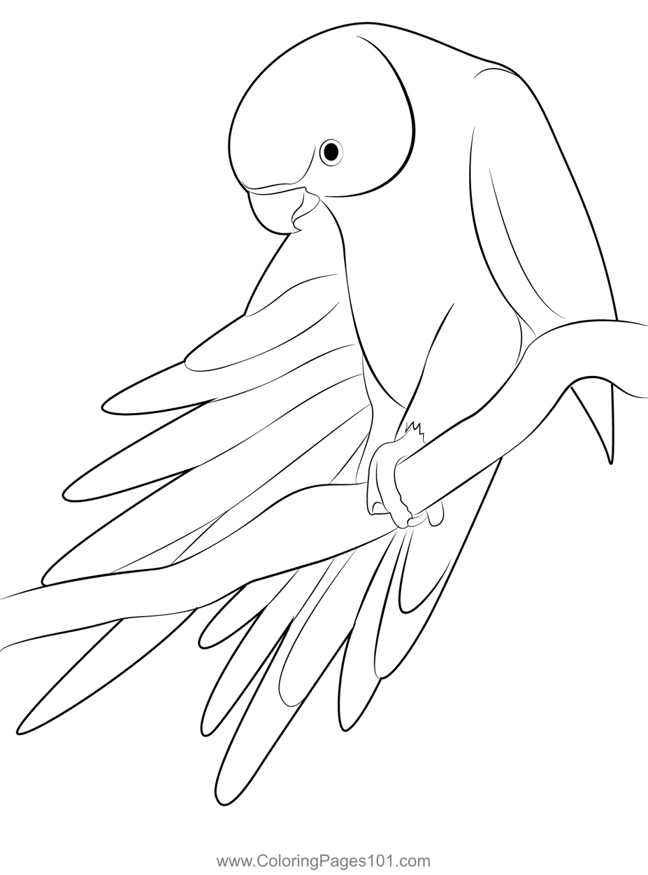 Ringneck Parakeet Coloring Page For Kids Free Parrots Printable Coloring Pages Online For Kids