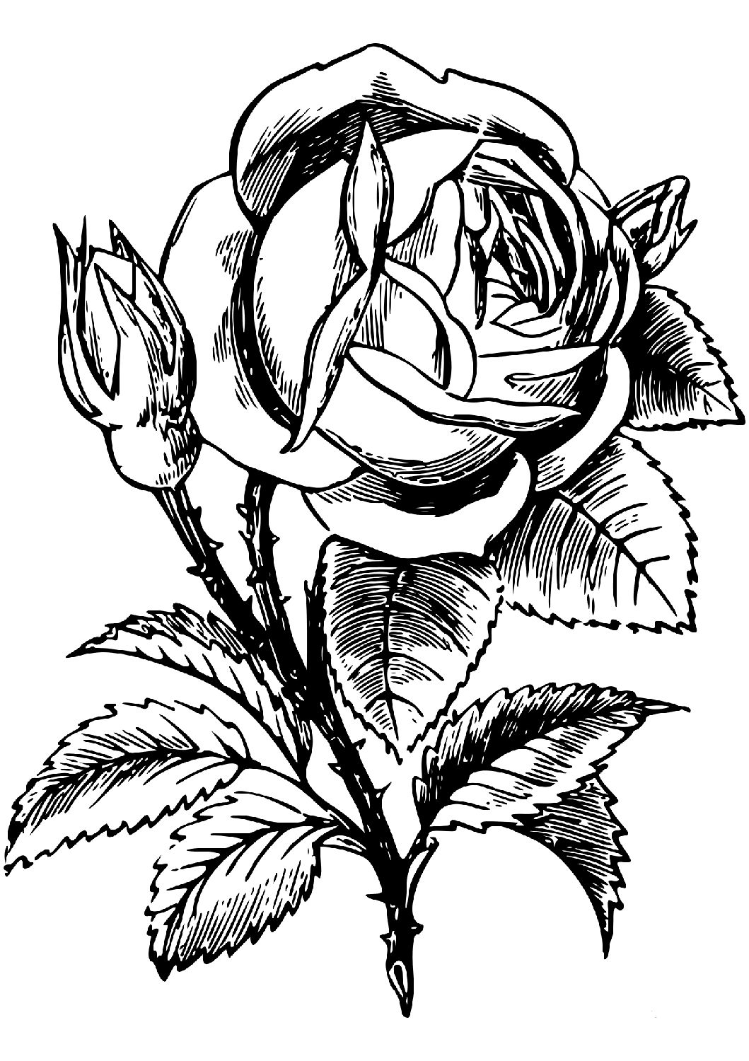 Roses Coloring Pages For Adults