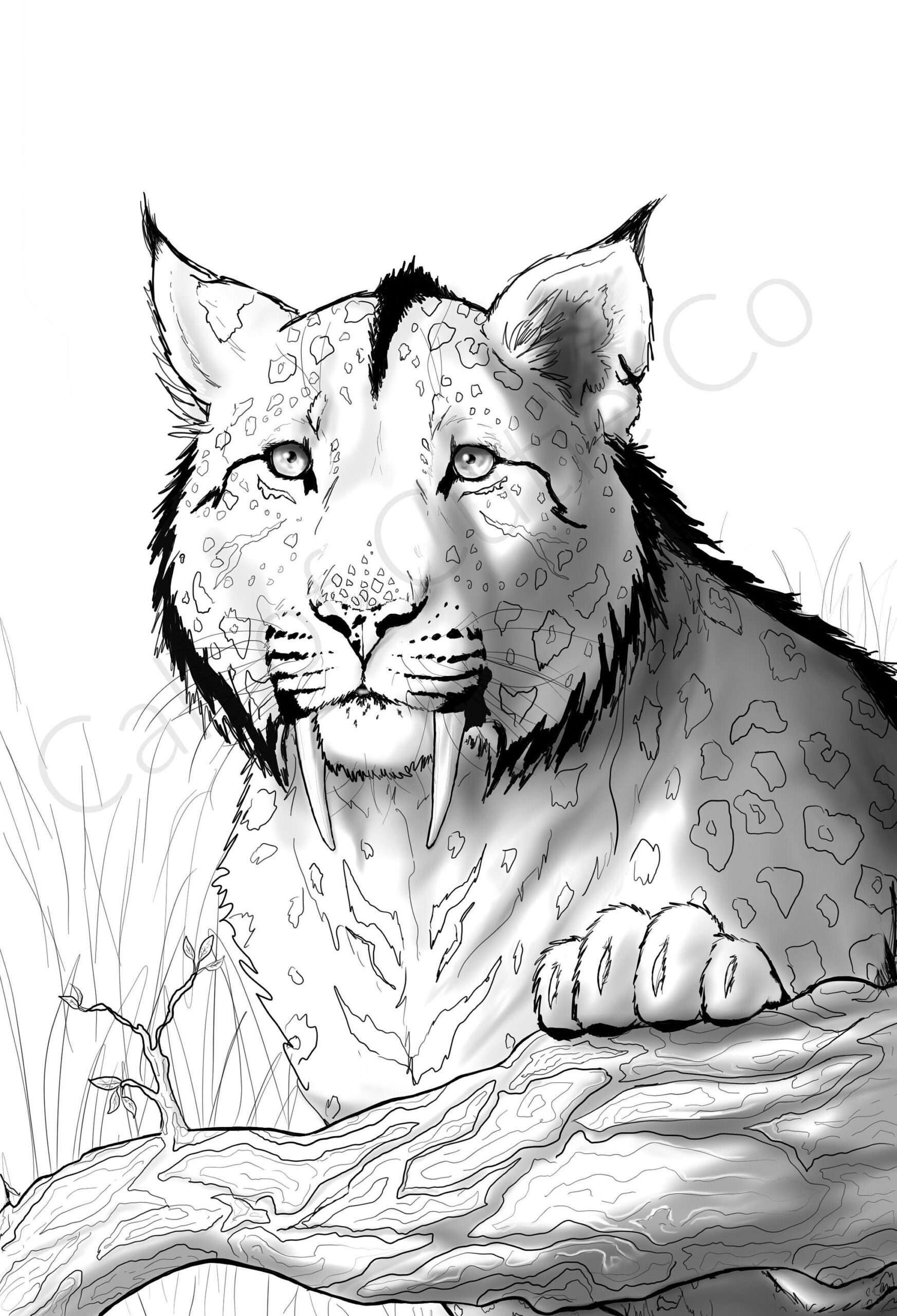 Saber Tooth Tiger Coloring