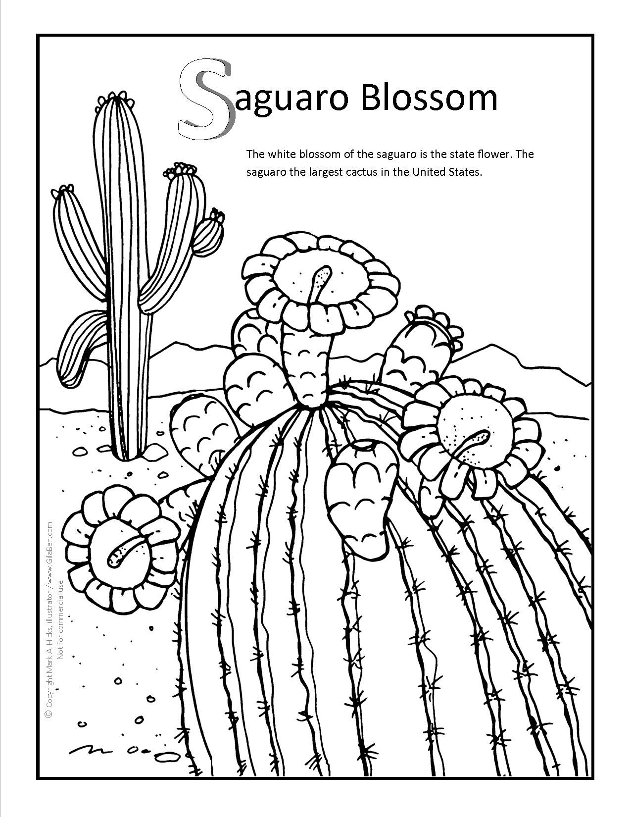 Saguaro Cactus Blossom Coloring Page Coloring Pages