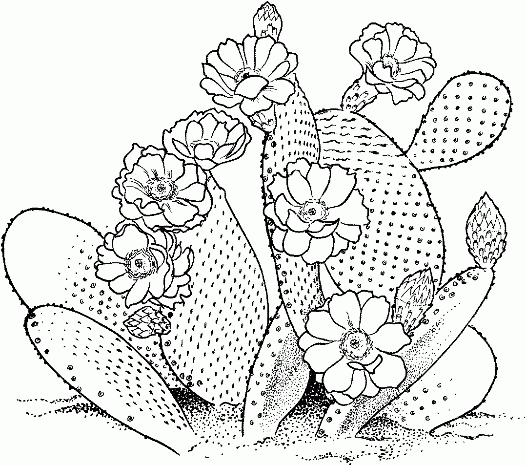 Saguaro Cactus Coloring Page