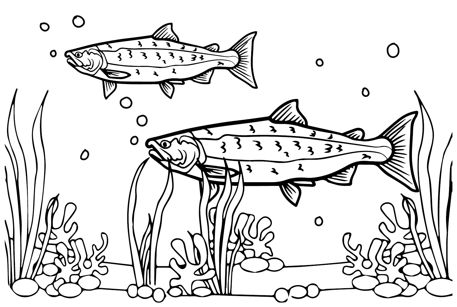 Salmon Color Sheets Coloring Page Free Printable Coloring Pages
