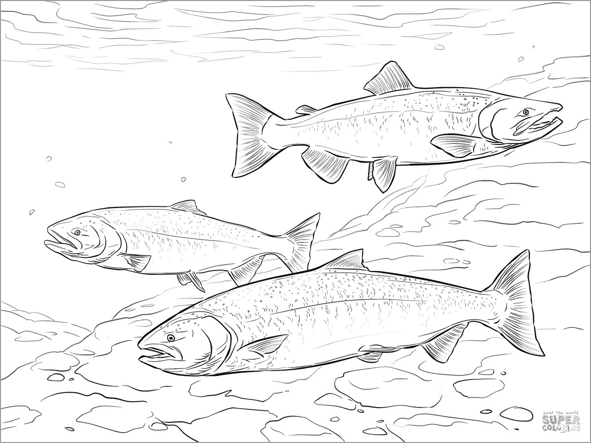 Salmon Coloring Pages ColoringBay