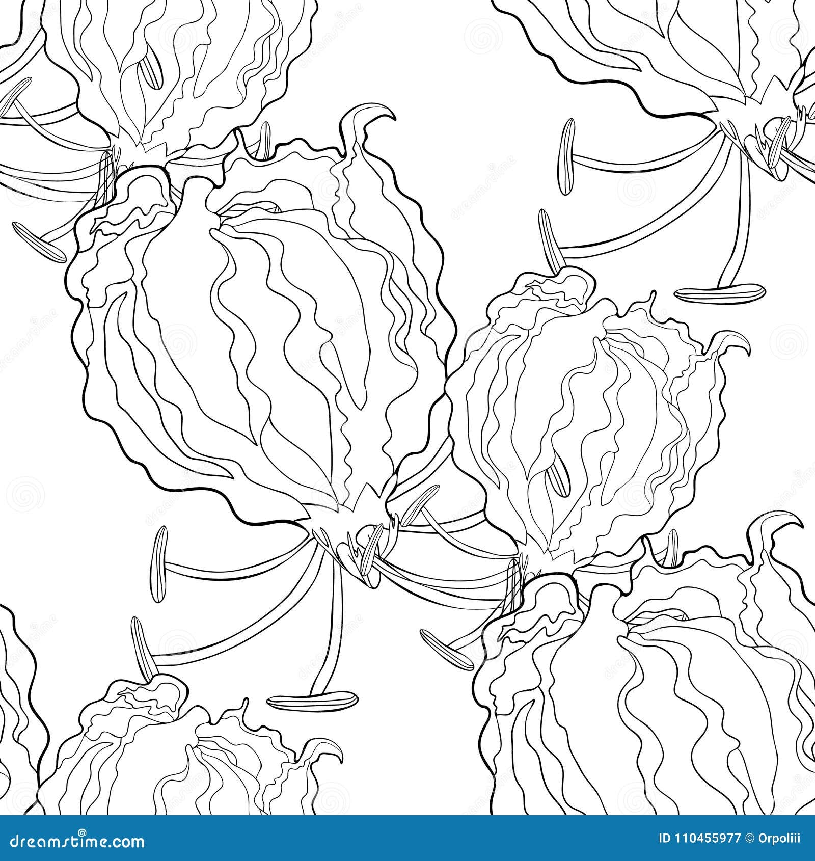 Seamless Pattern Gloriosa Flower Gorgeous Coloring Vector Illu Stock Vector Illustration Of