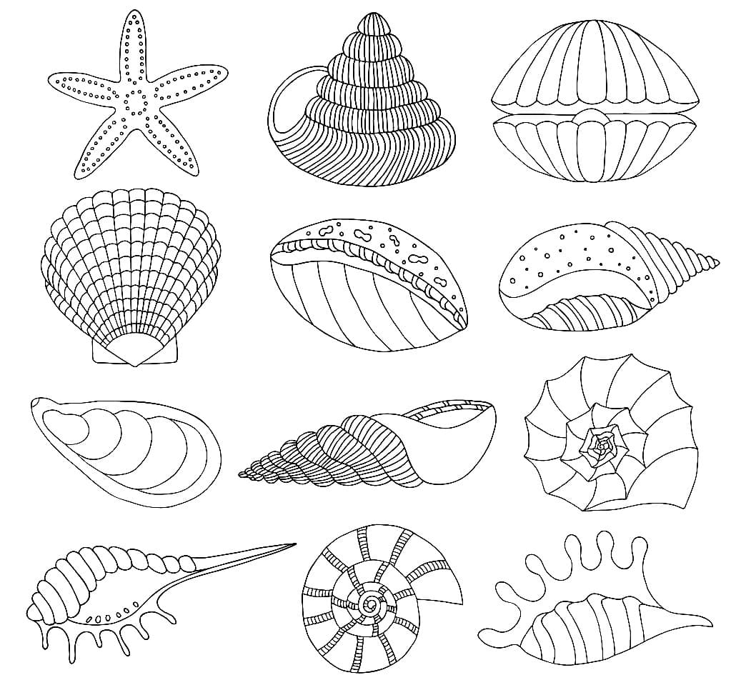 Seashell Coloring Page