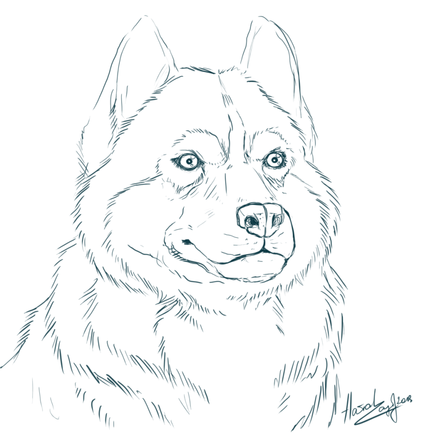 Husky Coloring Page