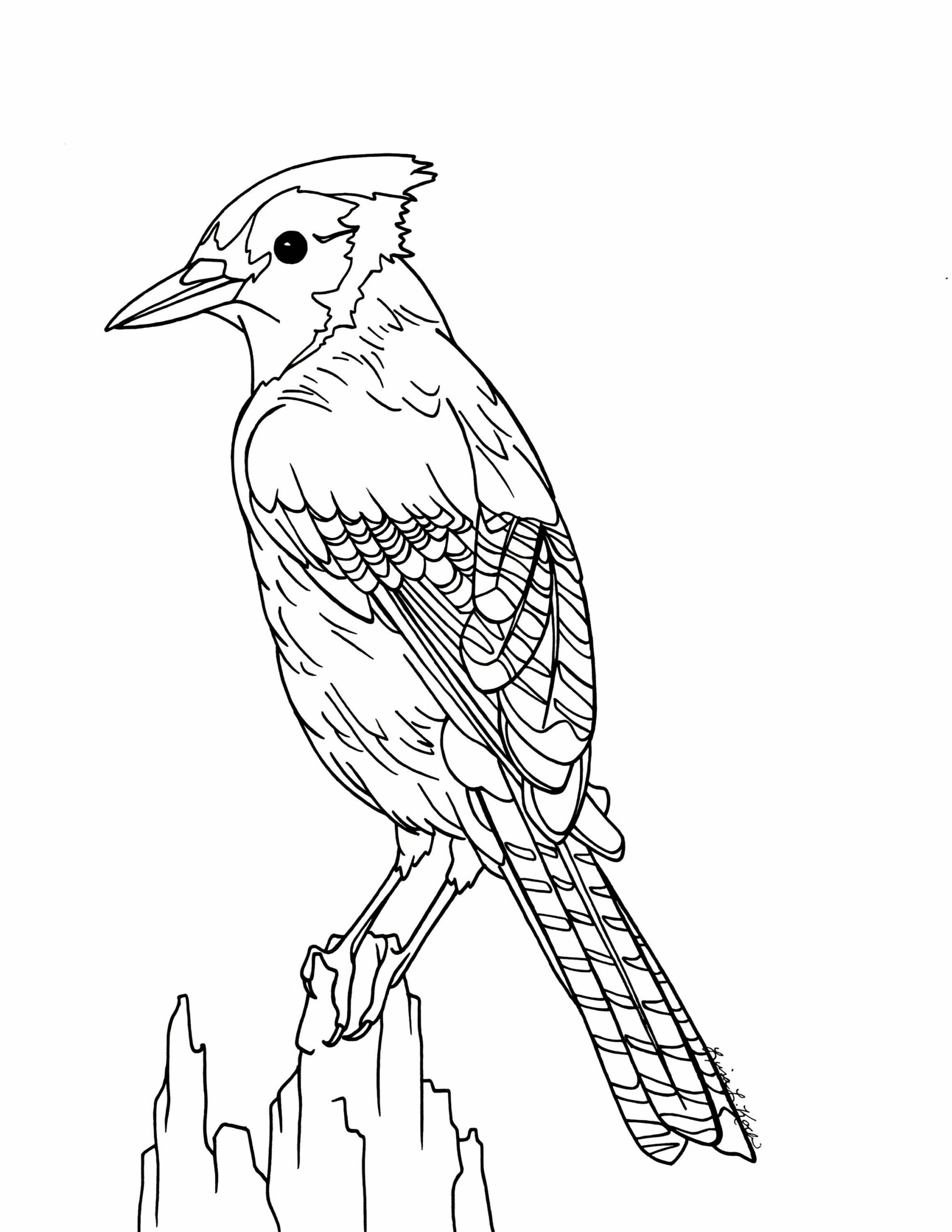 Blue Jay Coloring Page