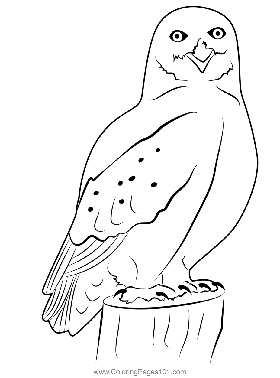 Snowy Owl Coloring Page