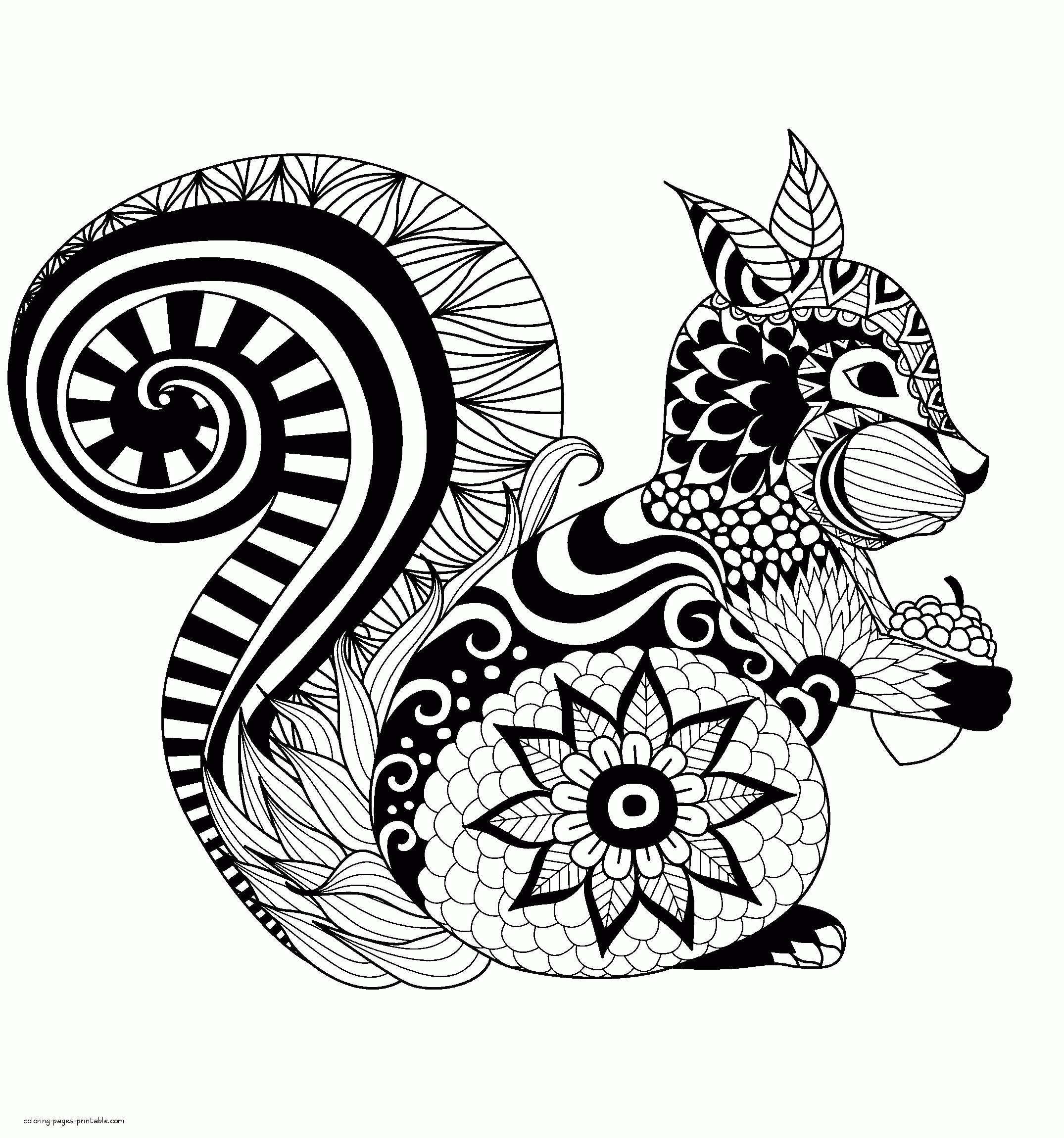 Squirrel Coloring Pages For Adults