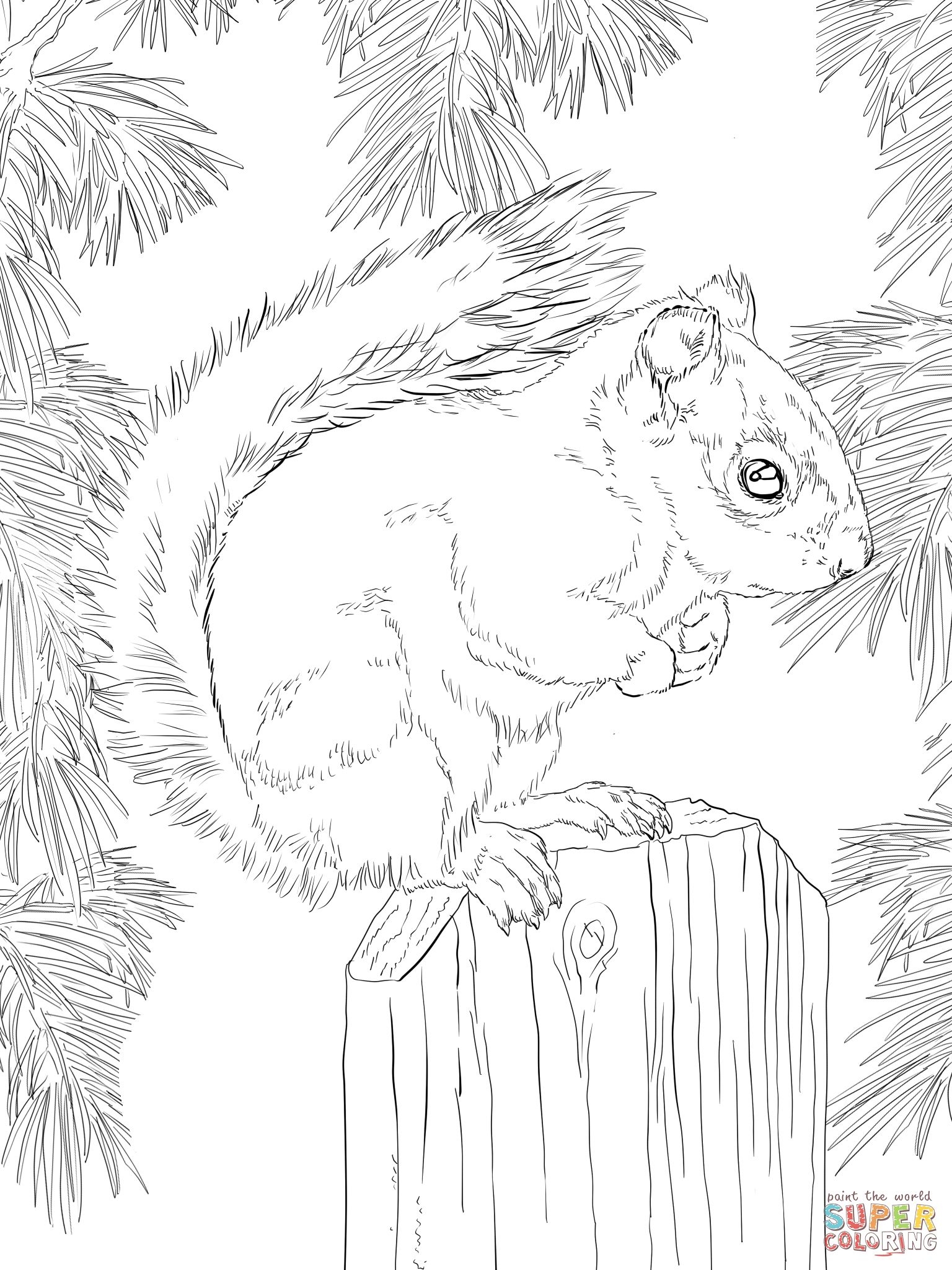 Squirrel Coloring Page Animal Coloring Pages Coloring Book Art
