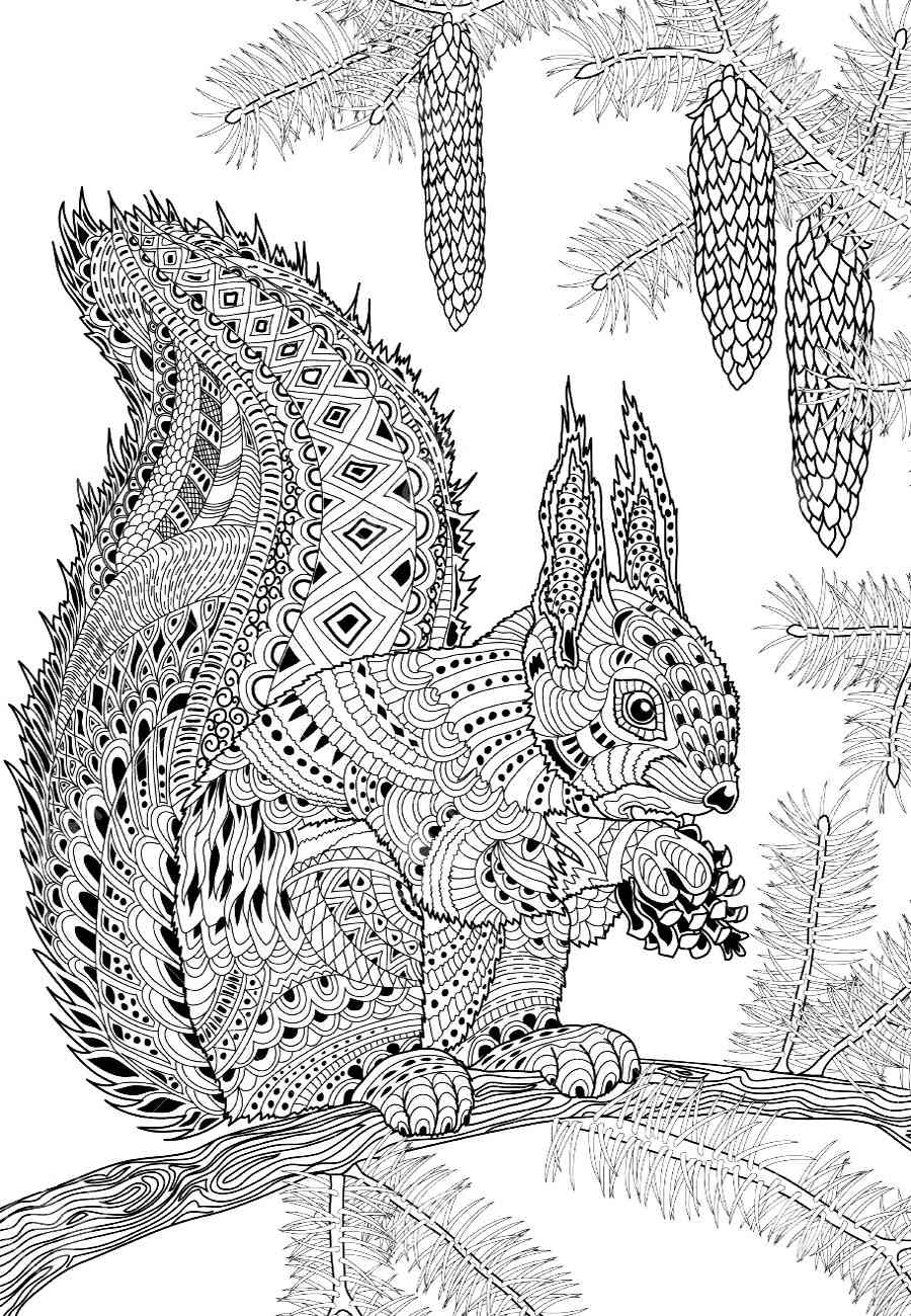 Squirrel Coloring Pages For Adults