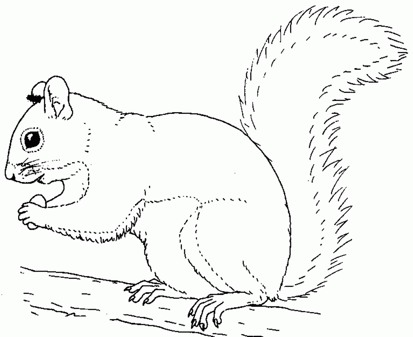 Squirrel Color Page