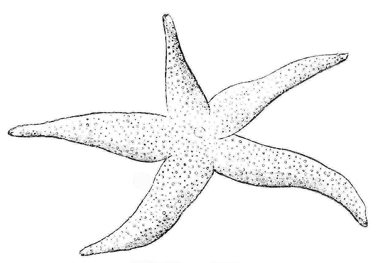 Starfish Coloring Pages Kidsuki
