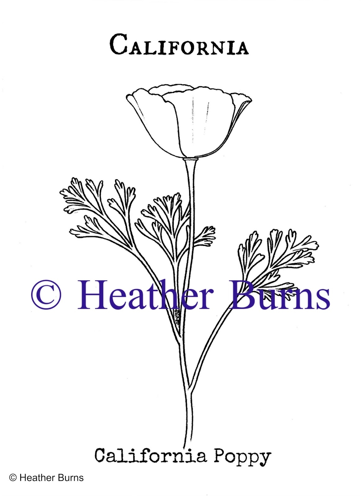 State Flower Coloring Book California State Flower California Poppy