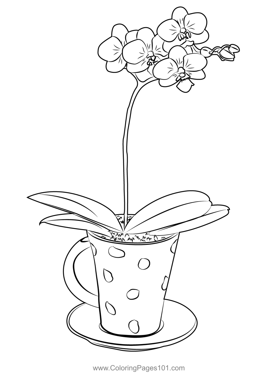 Teacup Orchid Coloring Page For Kids Free Orchids Printable Coloring Pages Online For Kids