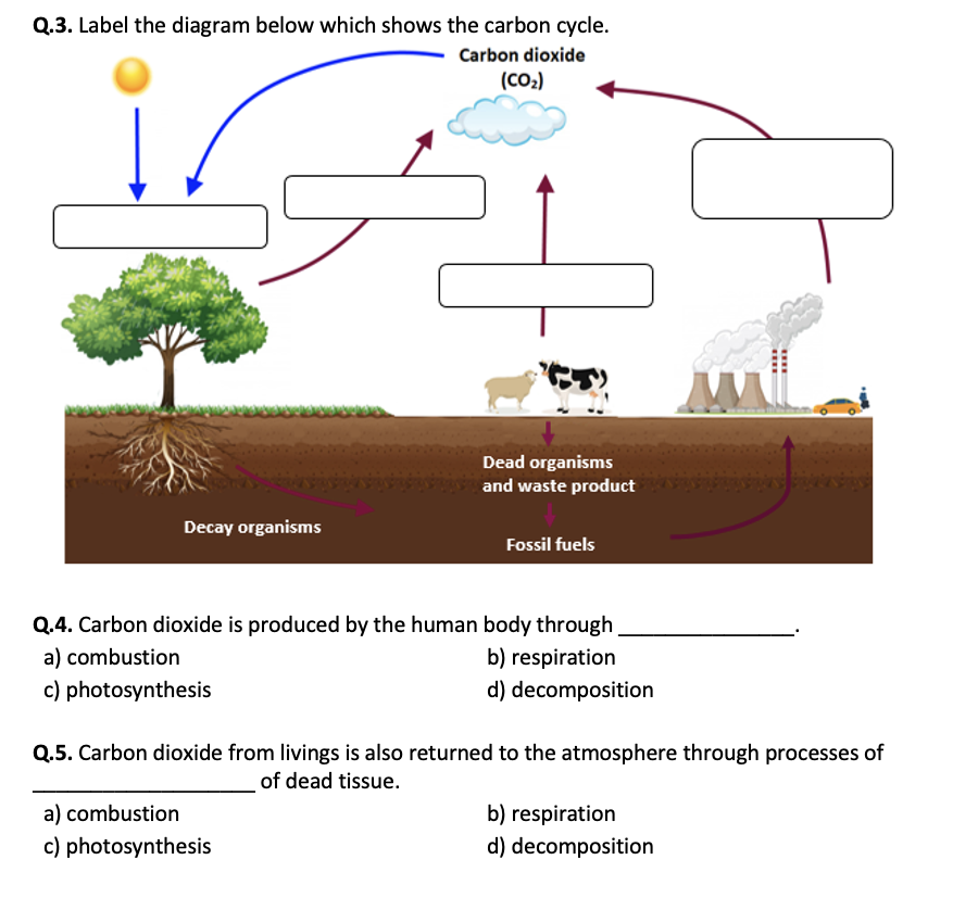 The Carbon Cycle Worksheet Printable And Distance Learning Teaching Resources