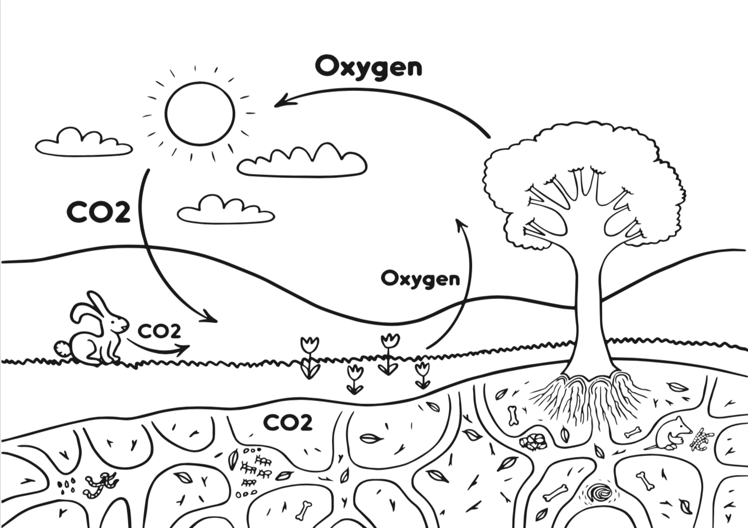 The Kid Friendly Guide To Carbon Carbon Dioxide And Carbon Circle Kvaroy Arctic