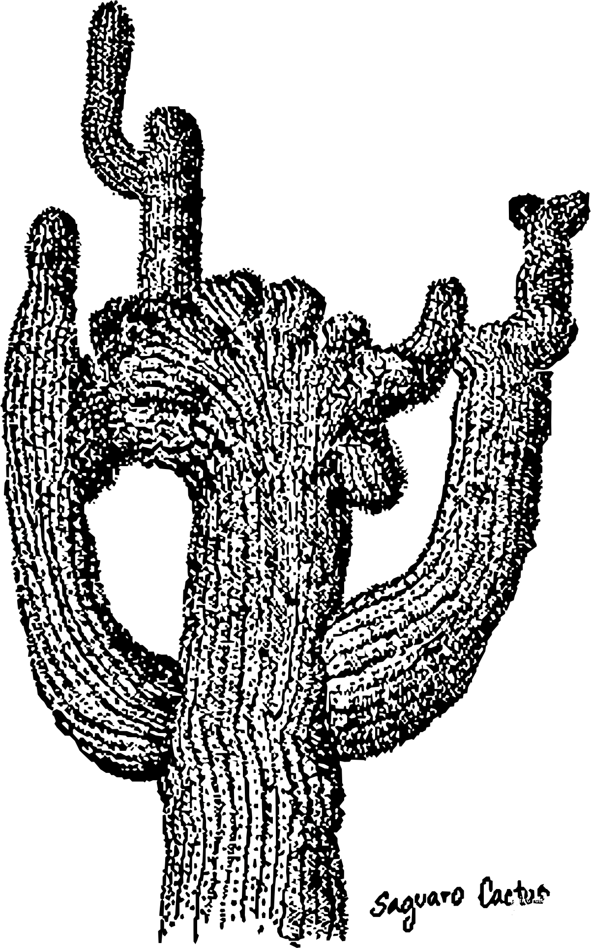 Vintage Saguaro Cactus Coloring Page ColouringPages