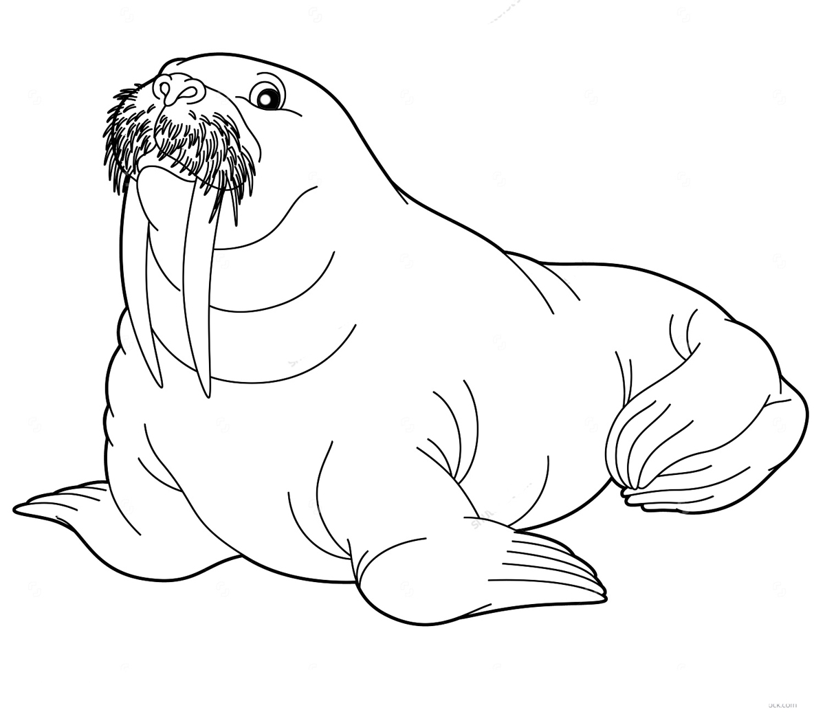 Walrus Coloring Pages To Download And Print For Free