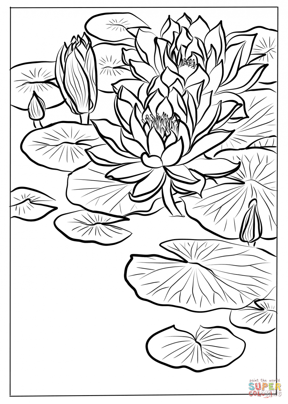 Water Lily Flower Drawing At GetDrawings Free Download