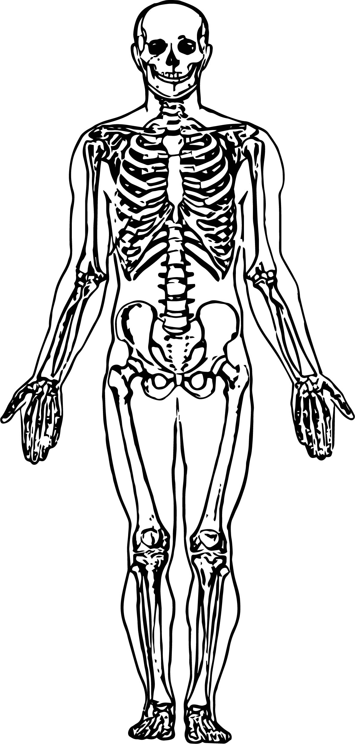 Skeletal System Coloring Pages