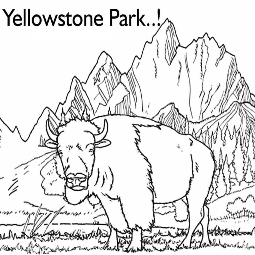 Yellowstone Park Bison Coloring Page Free Printable Coloring Pages For Kids