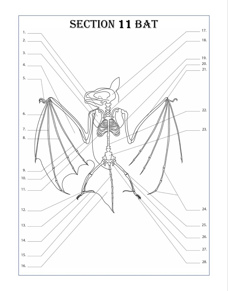 Zoology Coloring Book Coloring Pages