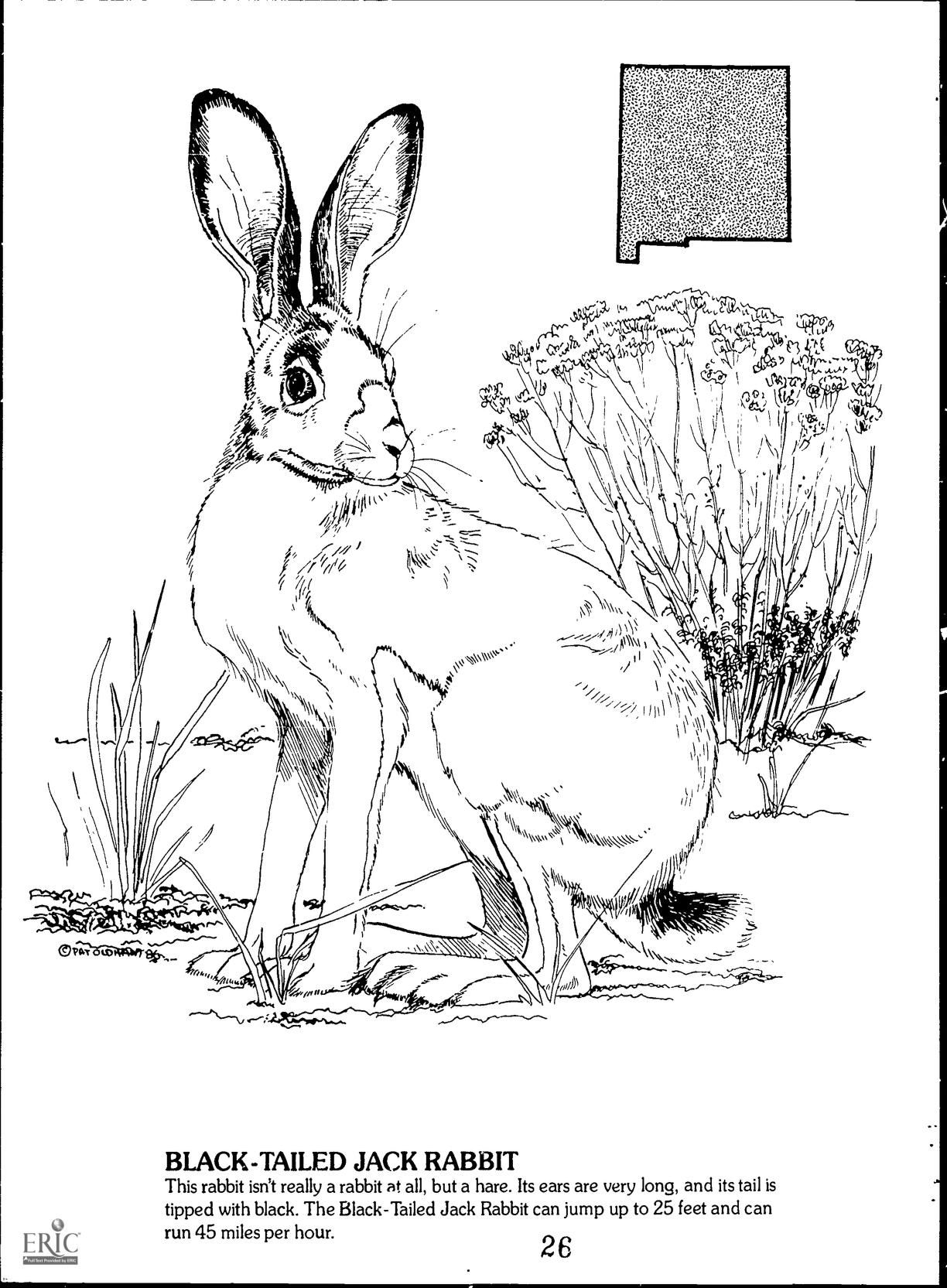 Zoology Coloring Pages Coloring Pages