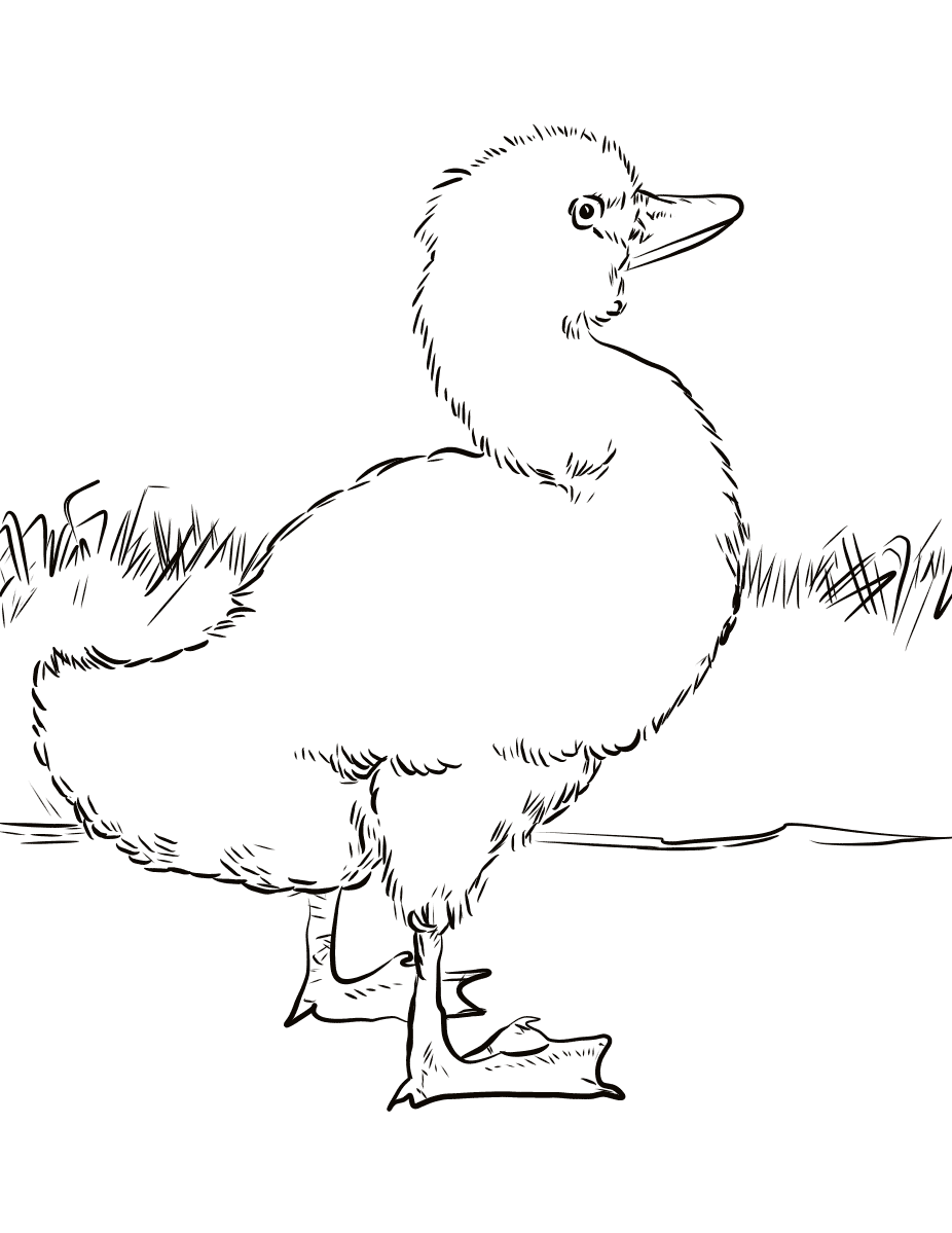 the ugly duckling coloring page colouringpages